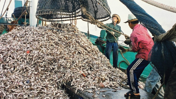 Nếu tiếp tục đánh bắt tận diệt, 10 năm tới nghề cá sẽ sụp đổ