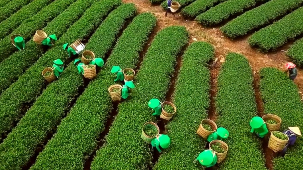 Xuất khẩu chè của Việt Nam 4 tháng giảm về lượng, nhưng tăng về giá trị