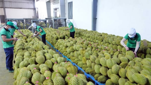 Xuất khẩu rau quả 5 tháng đạt khoảng 2,98 tỷ USD