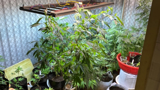 Nam thanh niên trồng 50 cây cần sa có hệ thống tưới tiêu ở Quảng Ninh