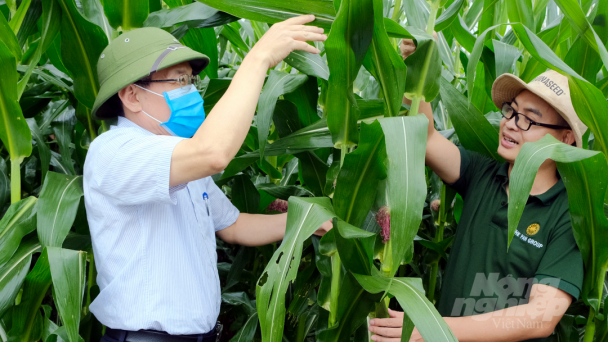 Ngô sinh khối xanh rì trên chân đất trũng