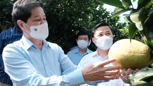 Tái canh cây có múi tại Hòa Bình giai đoạn 2021 - 2025
