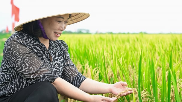 100 ngày đợi mùa vàng từ lúa giảm phát thải