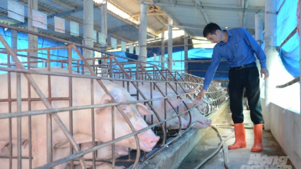 Tuyên Quang: Khó tái đàn vì khan nguồn lợn giống