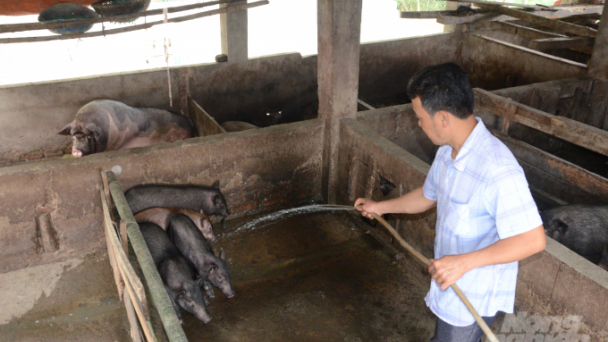 Tuyên Quang: Nuôi lợn Mán bán giá cao
