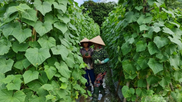 Dưa chuột được giá, người dân mở rộng diện tích