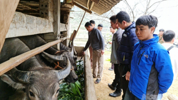 Không mải vui xuân mà quên trâu bò