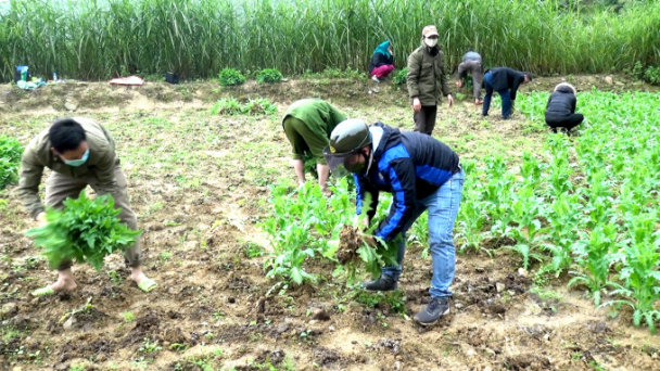 Tiêu hủy hơn 3.700 cây thuốc phiện