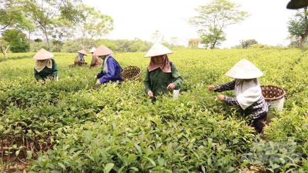 Nông sản hữu cơ dễ đạt tiêu chí sản phẩm OCOP