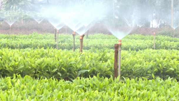 Ươm lên những mầm xanh cho rừng