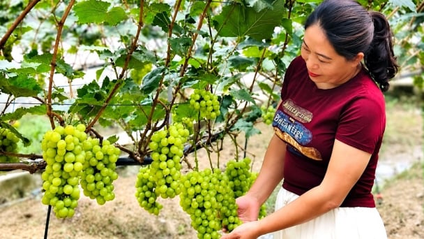 Nho sữa Tuyên Quang vào vụ, quả đẹp, giá 250.000 đồng/kg