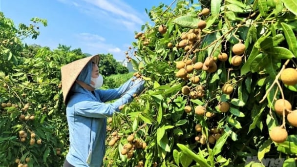 Khảo sát, mở rộng vùng nhãn Ánh Vàng tại xã Thái Bình