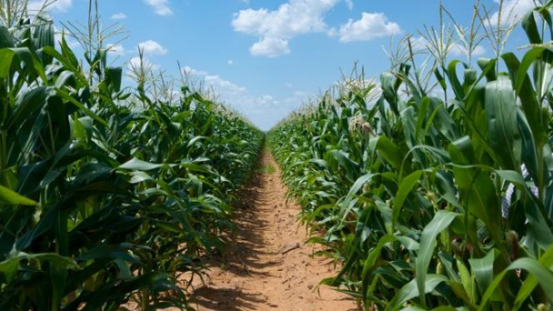 EPA tái xác nhận Glyphosate an toàn và không gây ung thư
