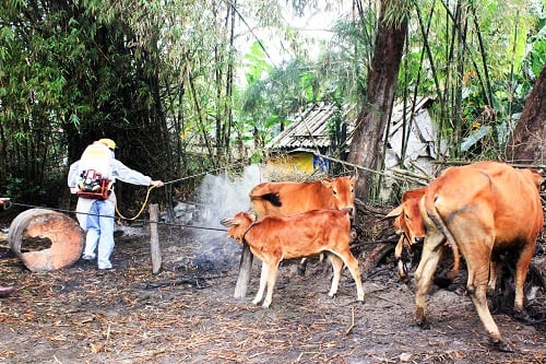 Yên Bái: Bùng phát 2 ổ dịch lở mồm long móng
