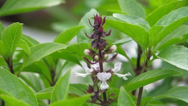 Bất ngờ công dụng của húng quế