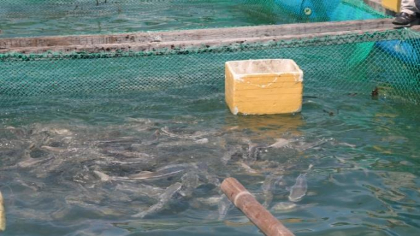 Sử dụng vacxin phòng bệnh mù mắt ở cá bớp