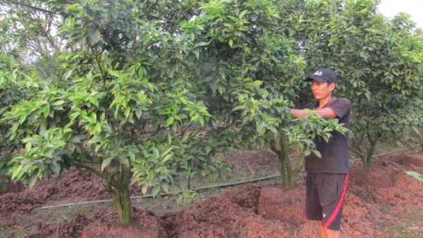 Trồng cam VietGAP lãi cao