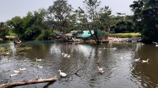 Tiêu thụ gia cầm cho người nuôi