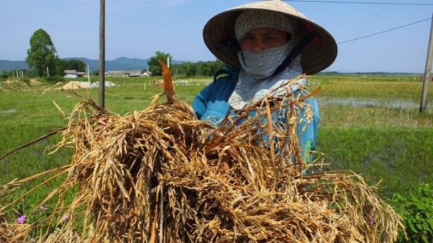 Hà Tĩnh: Nguy cơ lặp lại mất mùa lịch sử