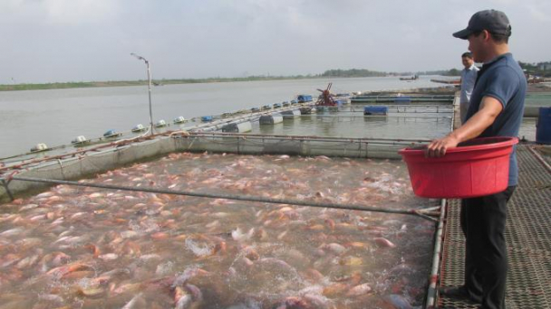 Nuôi cá lồng vẫn lãi khá