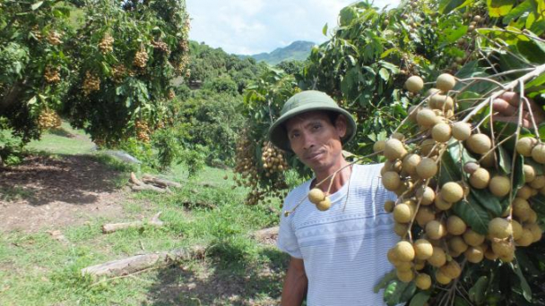 Cây ăn quả Sơn La dự báo được mùa lớn