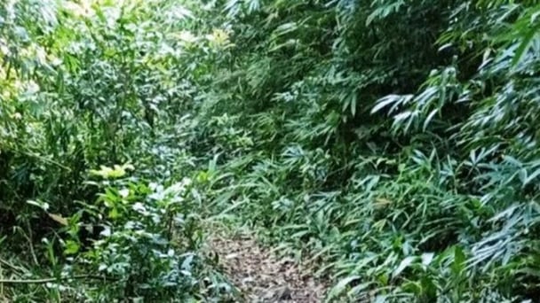 Tìm kiếm 2 cô gái hái măng rừng mất tích trên núi