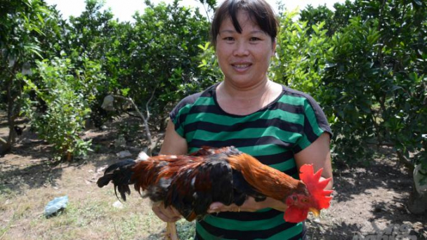 Kỹ thuật nuôi gà Mía và phòng bệnh bằng thảo dược