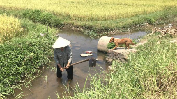 Cụ bà 84 tuổi mê 'dẫn thủy nhập điền'