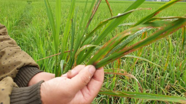 Hà Tĩnh: Thời vụ sản xuất lộn xộn, năng suất lúa giảm