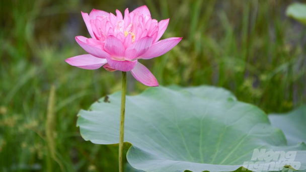 Hà Nội vào mùa sen