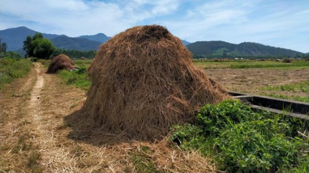 Những 'nấm mồ rơm' quý hiếm ở vùng đất trồng hành