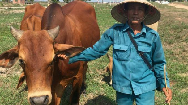 Nuôi bò sinh sản thu nhập khá