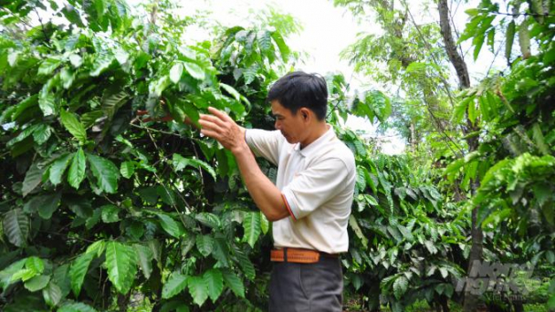 Những tổ chức tiên phong nâng cao giá trị cho cà phê Tây Nguyên