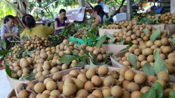 250 tấn nhãn Hải Dương sẵn sàng 'xuất ngoại'
