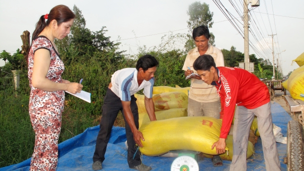 Giá lúa cao kỷ lục