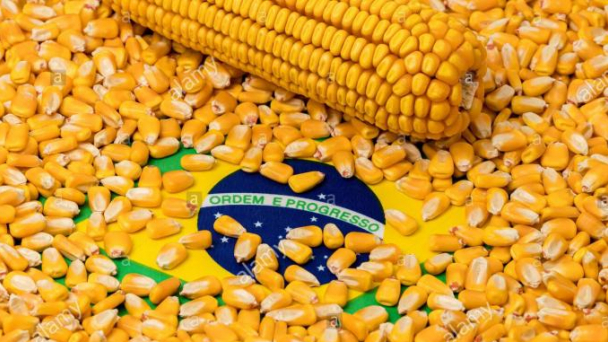 Giá ngô tương lai vượt ngưỡng 7 USD/giạ do lo ngại về thời tiết ở Brazil