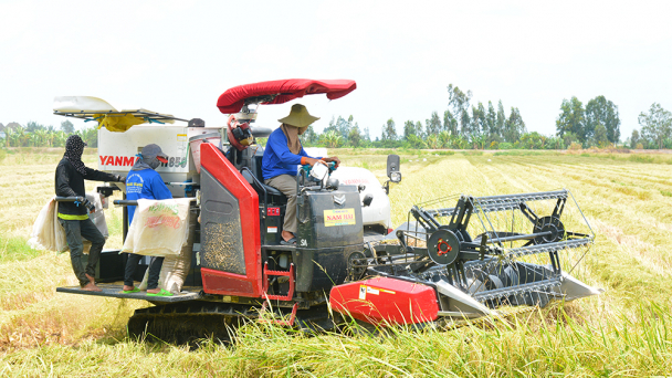 Đi tìm giải pháp gặt lúa mới trong đợt dịch Covid-19