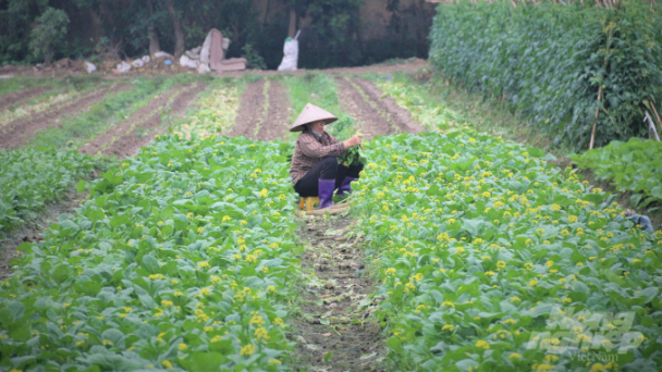 An toàn thực phẩm giúp Hà Nội phát triển kinh tế xã hội