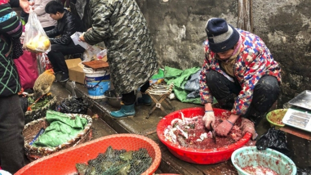 Điều gì có thể ngăn con người ăn thịt động vật hoang dã?
