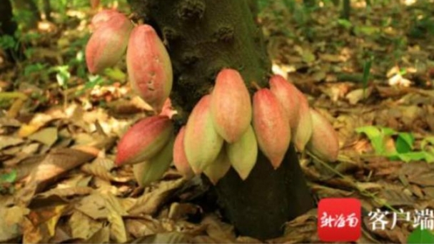 Mối lo Trung Quốc lũng đoạn thị trường ca cao thế giới
