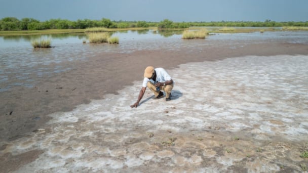 Nông dân Gambia khốn quẫn vì nước biển dâng