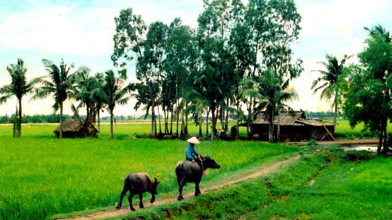 Miền quê yên ả...