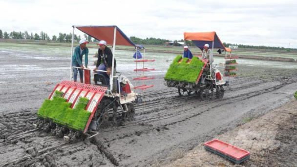 ĐBSCL: Doanh nghiệp và nông dân gắn kết trên cánh đồng lớn