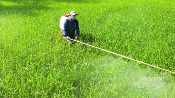 Khuyến cáo nông dân vui xuân không quên nhiệm vụ sản xuất