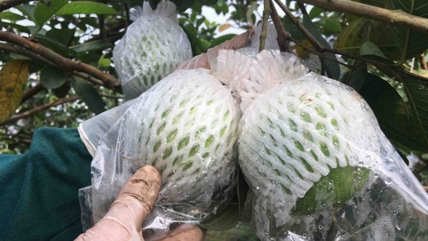 Trung Quốc yêu cầu bọc túi ni lông cho hàng khô xuất khẩu