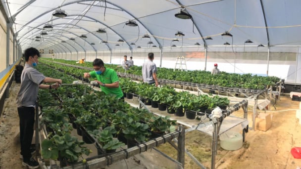 Rạng Đông và Giải pháp nông nghiệp chính xác Make in VietNam