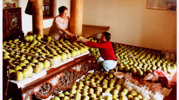 Giống bưởi ăn ngon tuyệt đỉnh, để gần 1 năm không hỏng