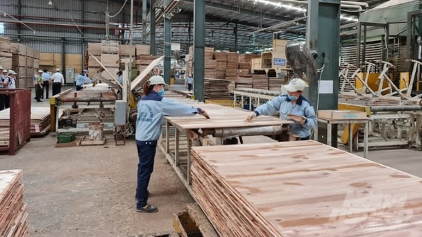 Khu vực miền núi phía Bắc chiếm 40% diện tích rừng trồng của cả nước