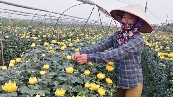 Những câu hỏi còn 'treo lơ lửng' dành cho các viện nghiên cứu