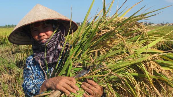 Nông nghiệp là điểm sáng của Nghệ An trong năm 2022